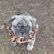 Zarah joined the competition — help win amazing prizes! animal, brindle, canine, cute, dog, ears, eyes, face, fur, grass, leopard_print, looking_up, nose, outdoor, paw, pet, puppy, scrunchie, sitting, young_dog