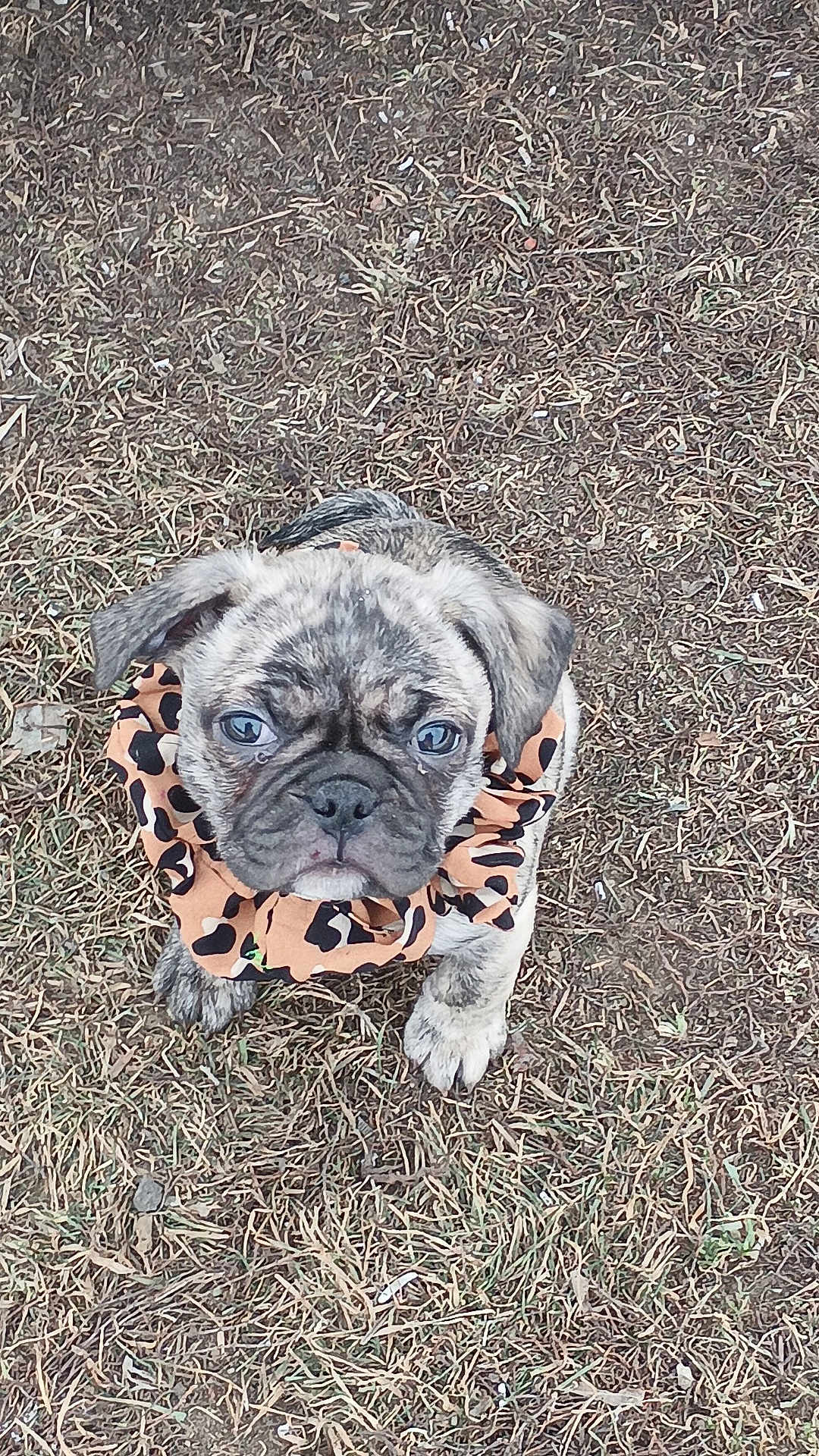 Zarah joined the competition — help win amazing prizes! animal, brindle, canine, cute, dog, ears, eyes, face, fur, grass, leopard_print, looking_up, nose, outdoor, paw, pet, puppy, scrunchie, sitting, young_dog