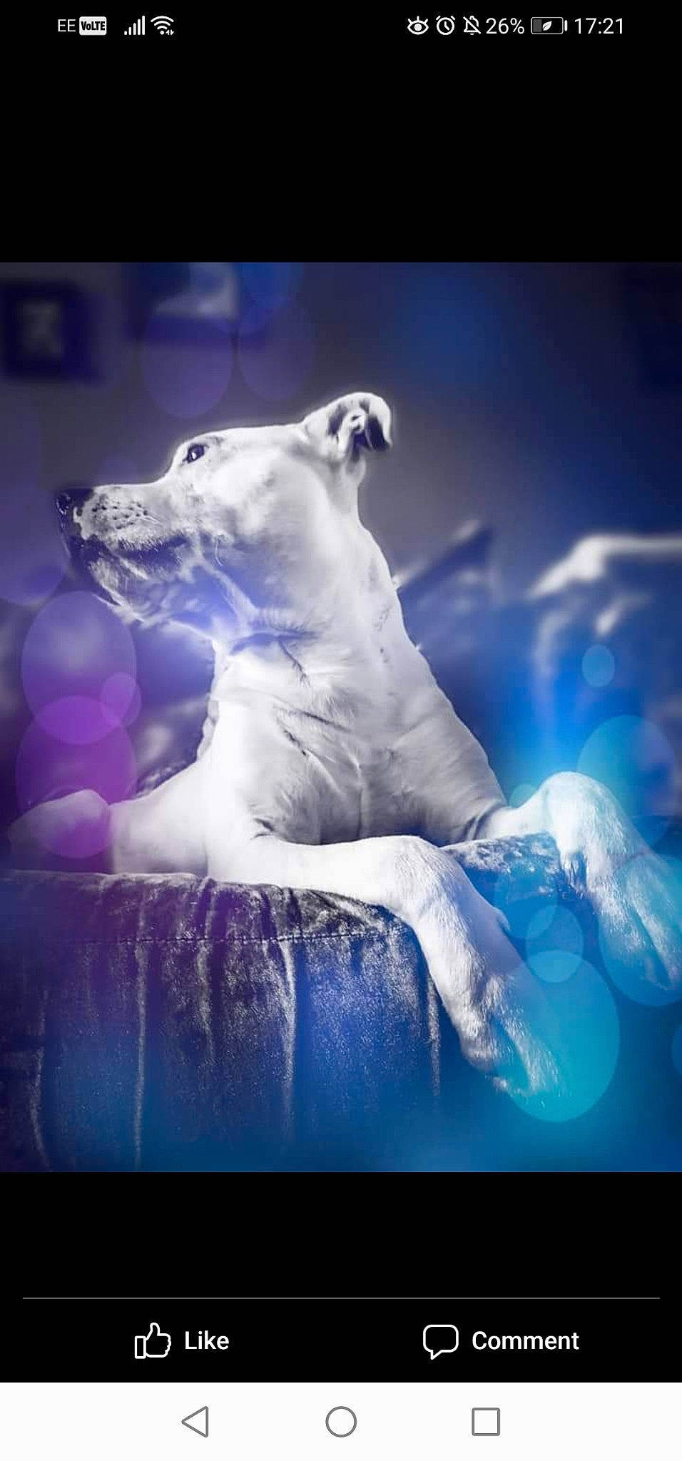 Buster joined the competition — help win amazing prizes! art, big_cats, canidae, carnivore, darkness, dog_breed, electric_blue, felidae, flash_photography, illustration, lion, painting, polar_bear, roar, sculpture, sky, snout, statue, terrestrial_animal, whiskers