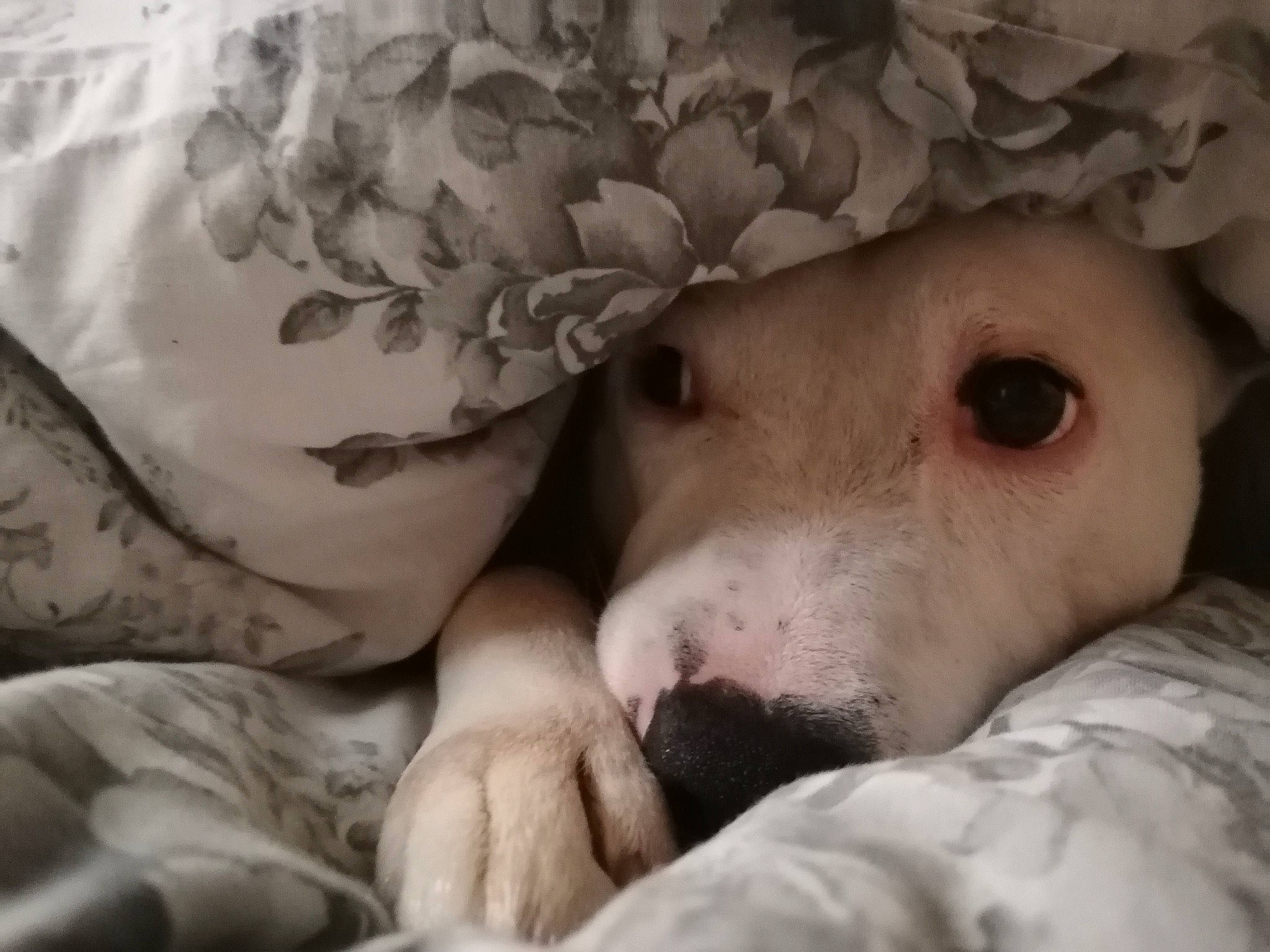 Buster joined the competition — help win amazing prizes! bed, bedding, bedtime, canidae, carnivore, comfort, companion_dog, dog, dog_breed, fawn, fur, linens, nap, paw, snout, sporting_group, terrestrial_animal, toy_dog, whiskers, working_animal