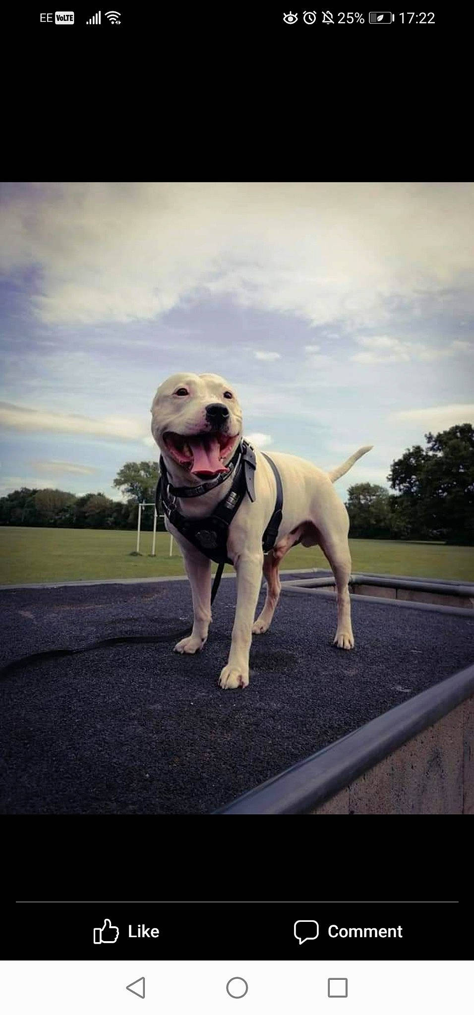 Buster joined the competition — help win amazing prizes! carnivore, cloud, collar, companion_dog, dog, dog_breed, dog_collar, dog_supply, fashion_accessory, fawn, grass, leash, pet_supply, plant, sky, snout, sporting_group, tail, tree, working_animal