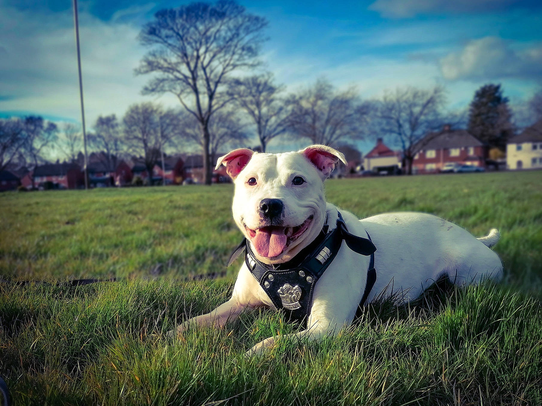 Buster is registered to the contest to win money with this photo: carnivore, cloud, collar, companion_dog, dog, dog_breed, dog_collar, grass, grassland, happy, landscape, meteorological_phenomenon, pasture, plant, sky, snout, sporting_group, terrier, tree, whiskers