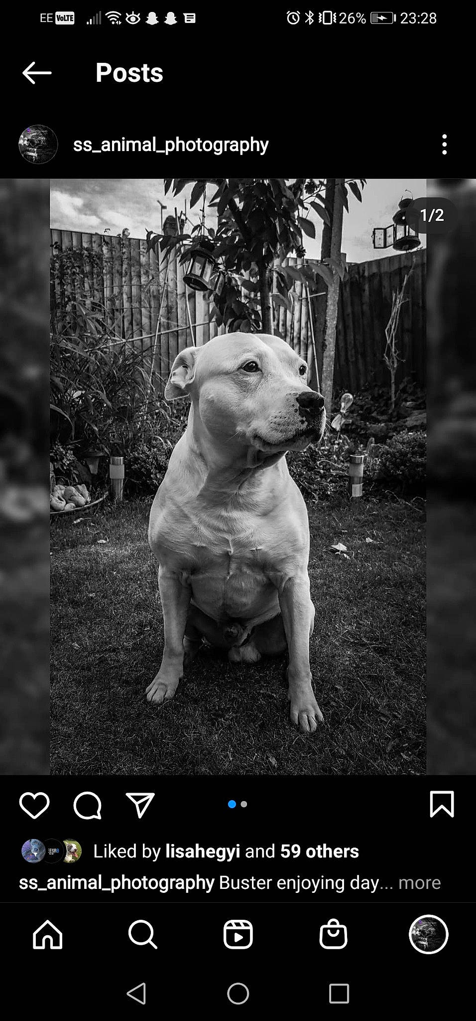 Buster is registered to the contest to win money with this photo: adaptation, black_and_white, carnivore, companion_dog, dog, dog_breed, fawn, flash_photography, font, grass, monochrome, monochrome_photography, photo_caption, plant, snout, style, terrestrial_animal, tree, whiskers, working_animal