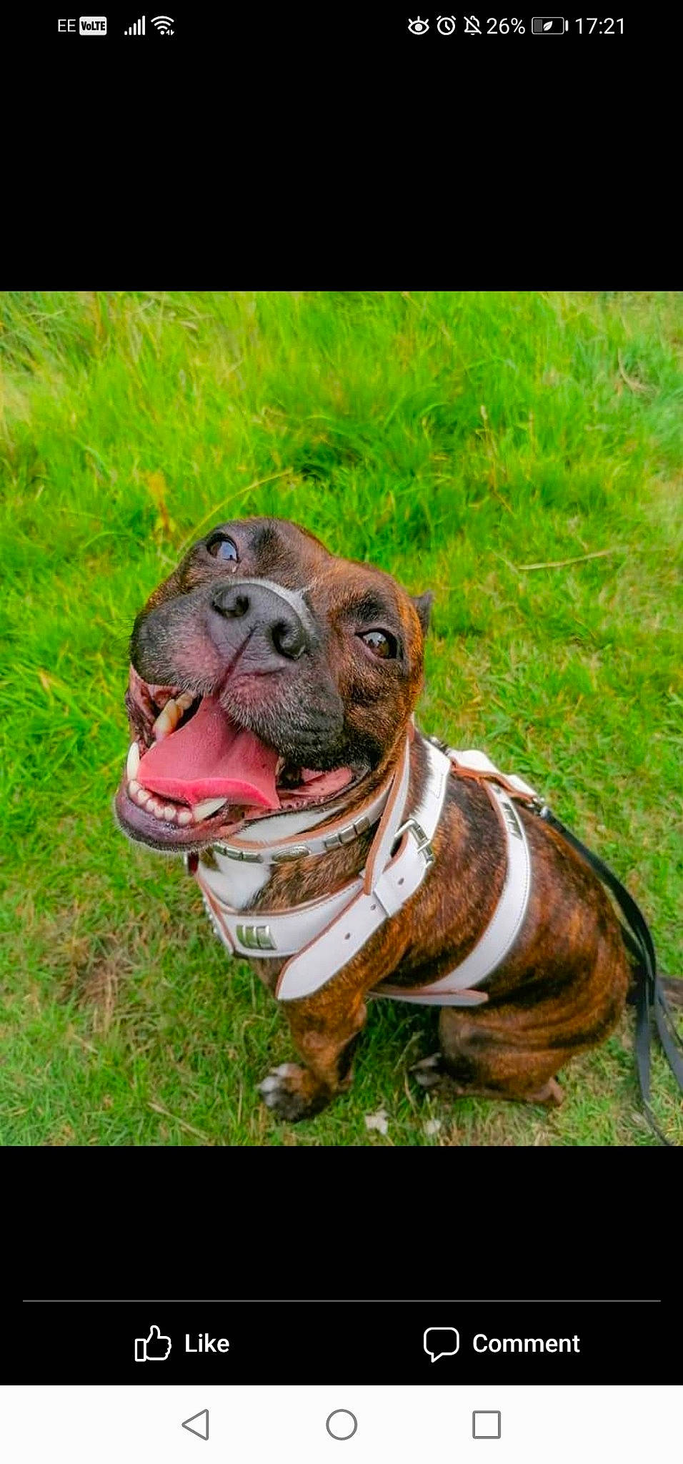 Brandy is registered to the contest to win money with this photo: canidae, carnivore, collar, companion_dog, dog, dog_breed, dog_collar, dog_supply, fawn, grass, liver, pet_supply, plant, snout, sporting_group, terrestrial_animal, whiskers, working_animal, working_dog, wrinkle