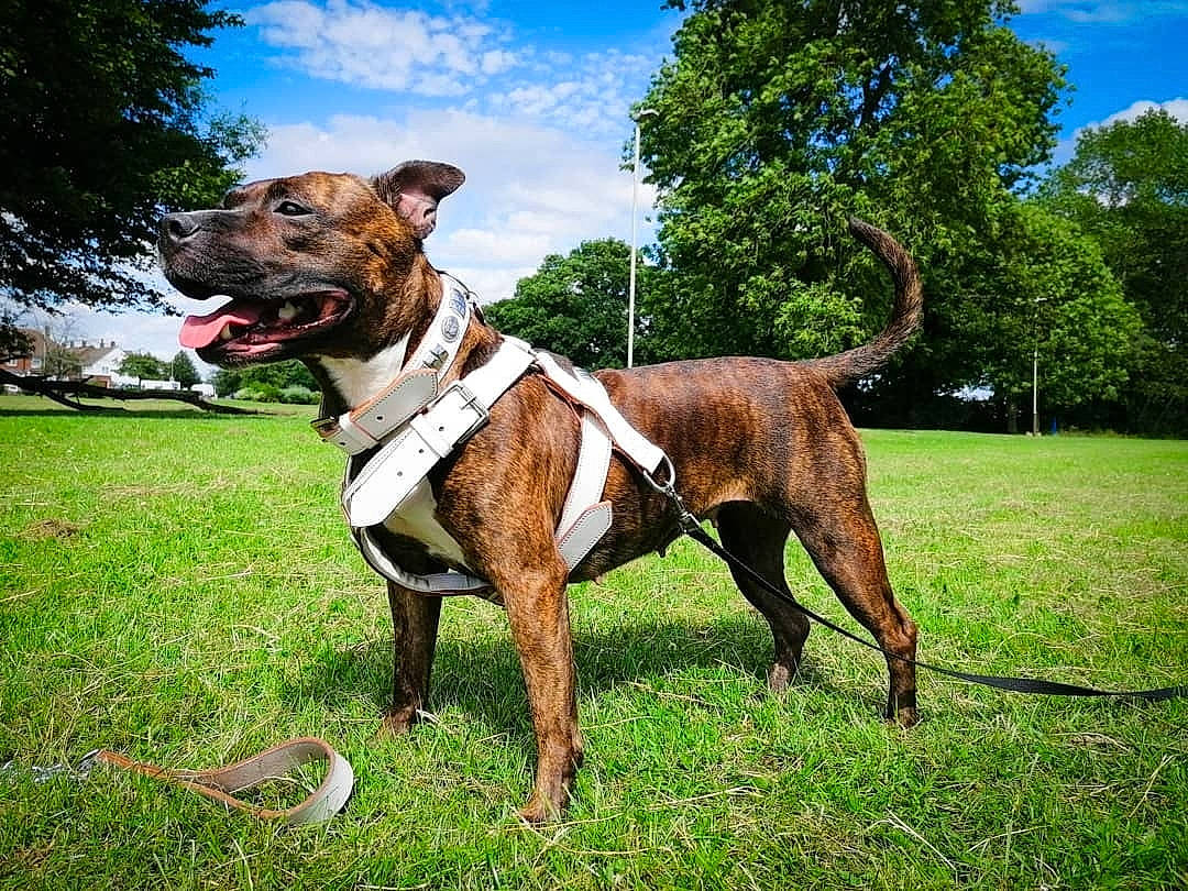 Brandy is registered to the contest to win money with this photo: carnivore, cloud, collar, companion_dog, dog, dog_breed, dog_collar, fawn, grass, leash, liver, plant, sky, snout, sporting_group, tail, terrestrial_animal, tree, whiskers, working_animal