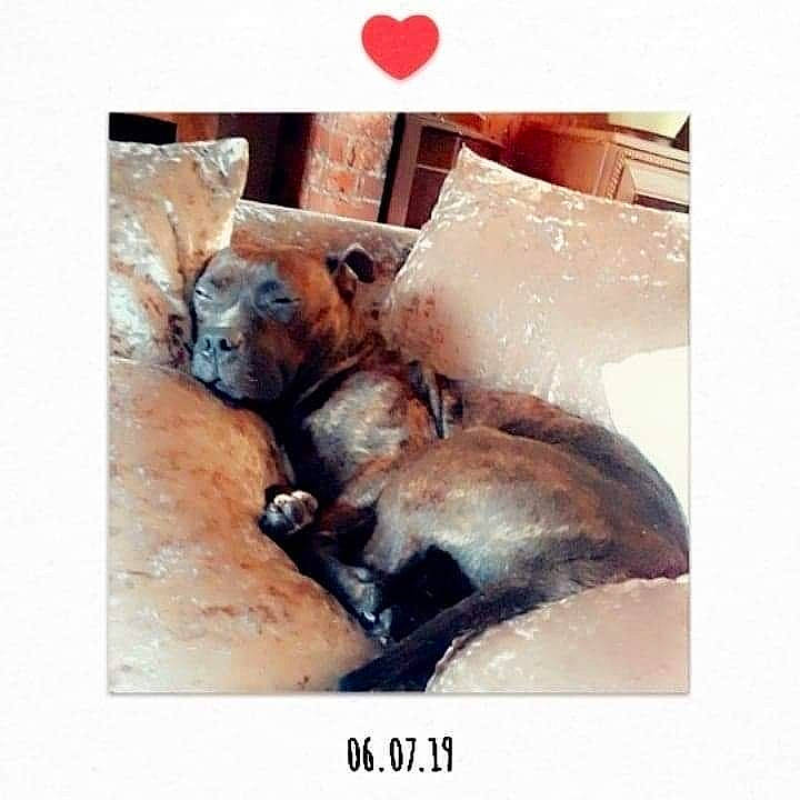 Brandy is registered to the contest to win money with this photo: art, canidae, carnivore, companion_dog, dog, dog_breed, fashion_accessory, felidae, font, fur, metal, paw, photo_caption, rectangle, sporting_group, square, visual_arts, whiskers, wood, working_animal