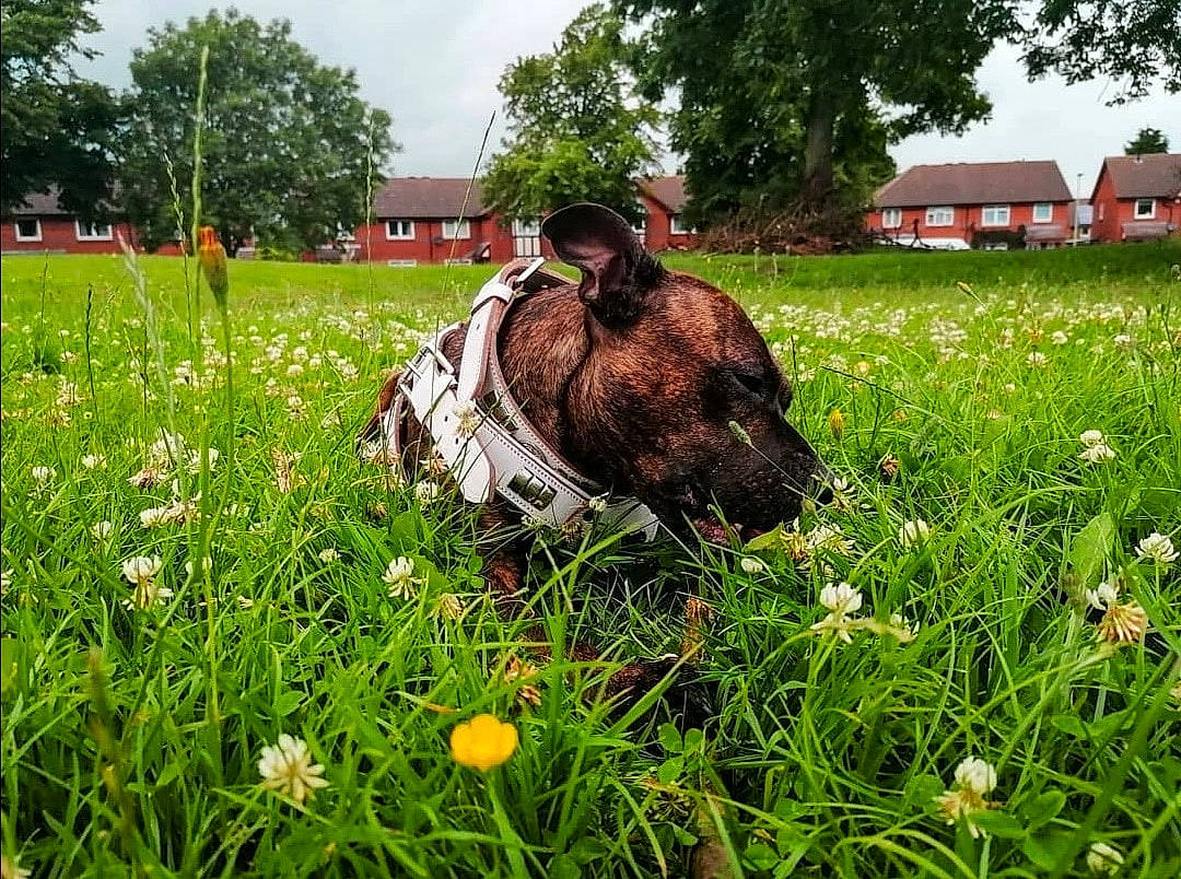 Brandy is registered to the contest to win money with this photo: agriculture, companion_dog, dog, dog_breed, flower, flowering_plant, grass, grassland, groundcover, herbaceous_plant, lawn, meadow, natural_landscape, people_in_nature, plant, prairie, sky, tree, window, working_animal