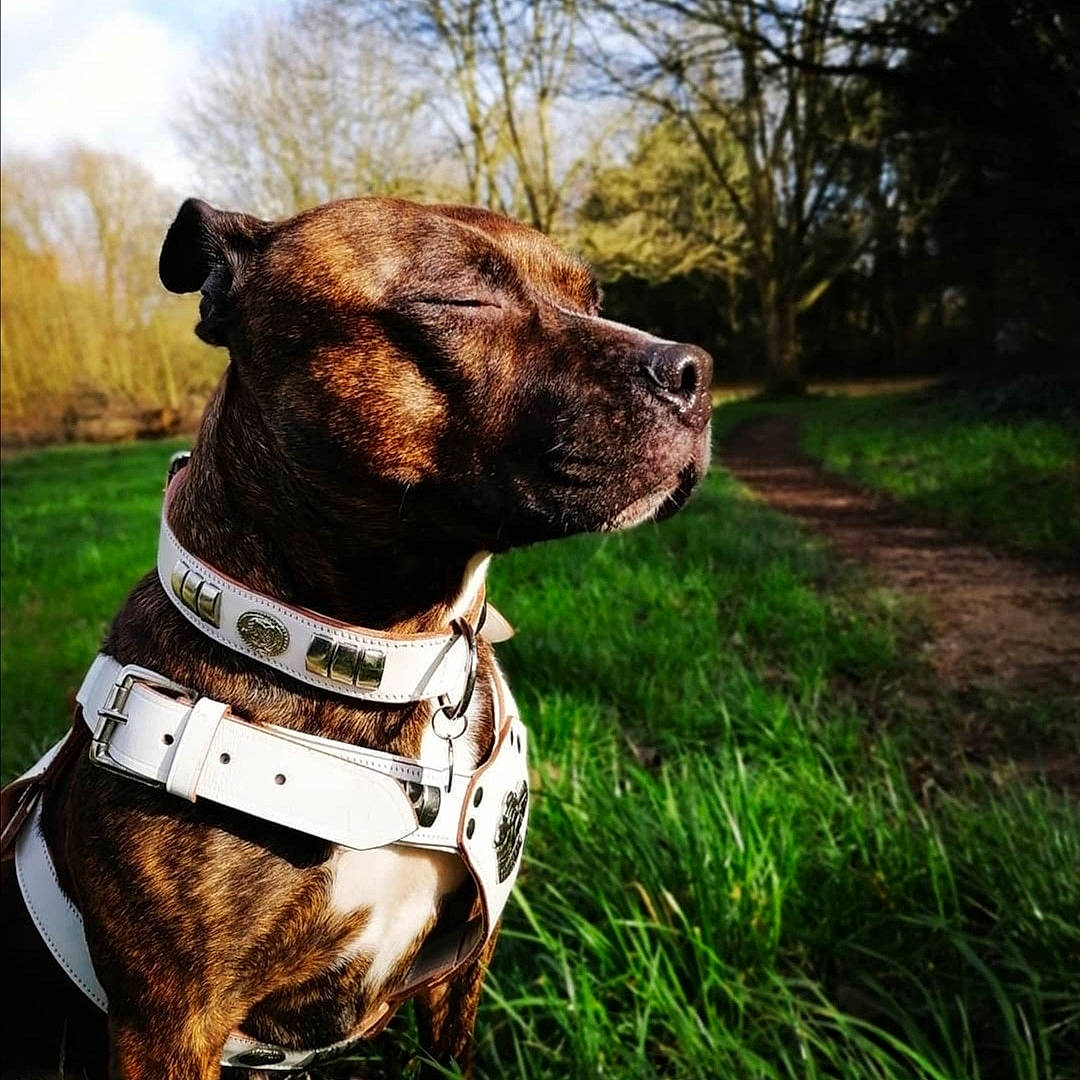 Brandy joined the competition — help win amazing prizes! carnivore, cloud, collar, companion_dog, dog, dog_breed, dog_collar, dog_supply, fawn, grass, leash, liver, pet_supply, plant, sky, snout, sporting_group, tree, whiskers, working_animal