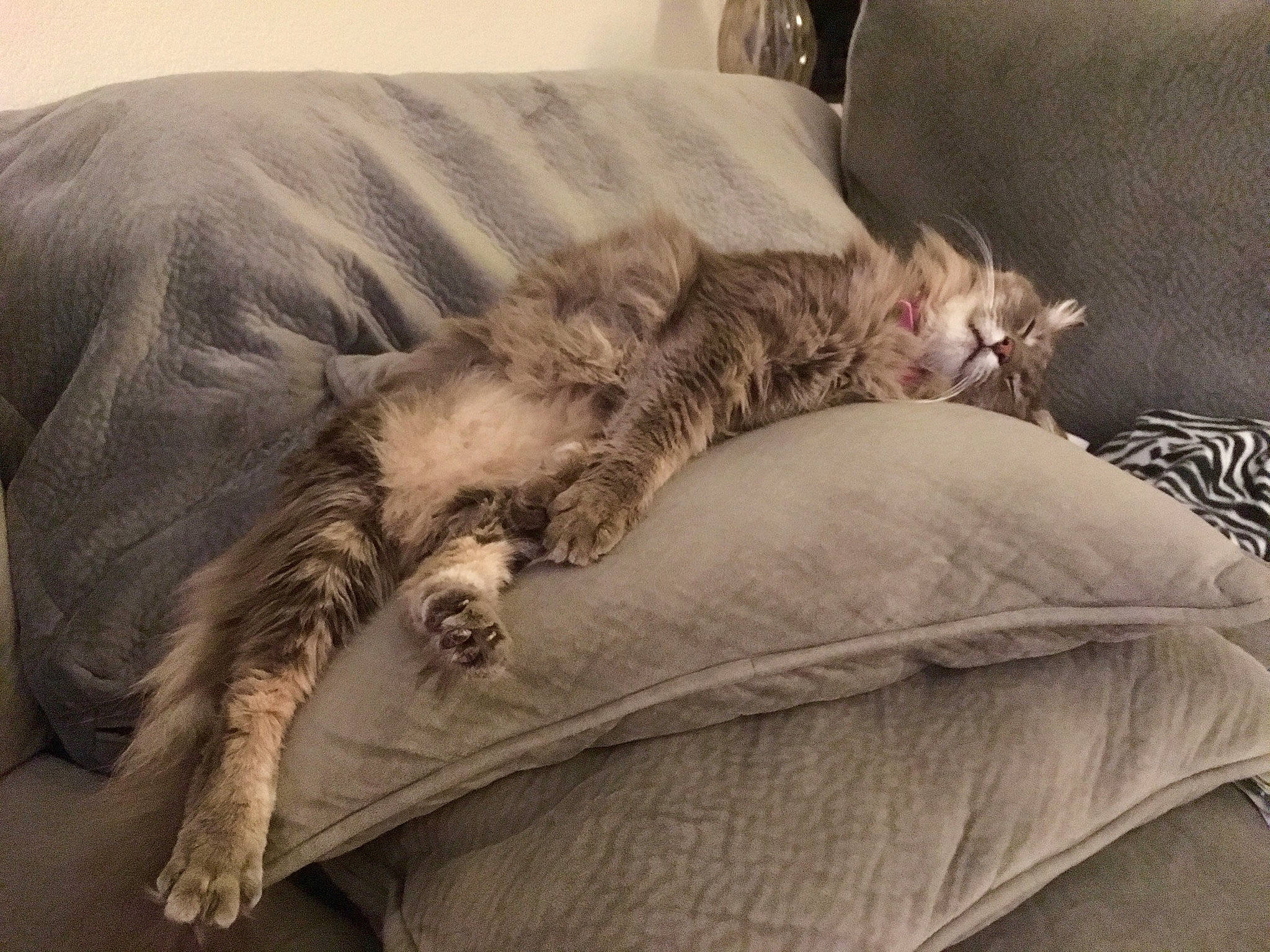 Gandalf is registered to the contest to win money with this photo: bed, bed_sheet, bedding, carnivore, cat, comfort, felidae, fur, furniture, kitten, maine_coon, nap, norwegian_forest_cat, pillow, pixie_bob, sleep, small_to_medium_sized_cats, tabby_cat, whiskers