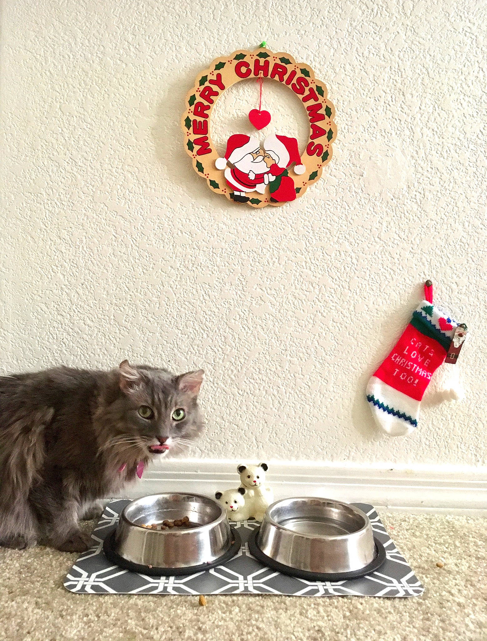 Gandalf is registered to the contest to win money with this photo: carnivore, cat, felidae, kitten, norwegian_forest_cat, serveware, small_to_medium_sized_cats, tableware