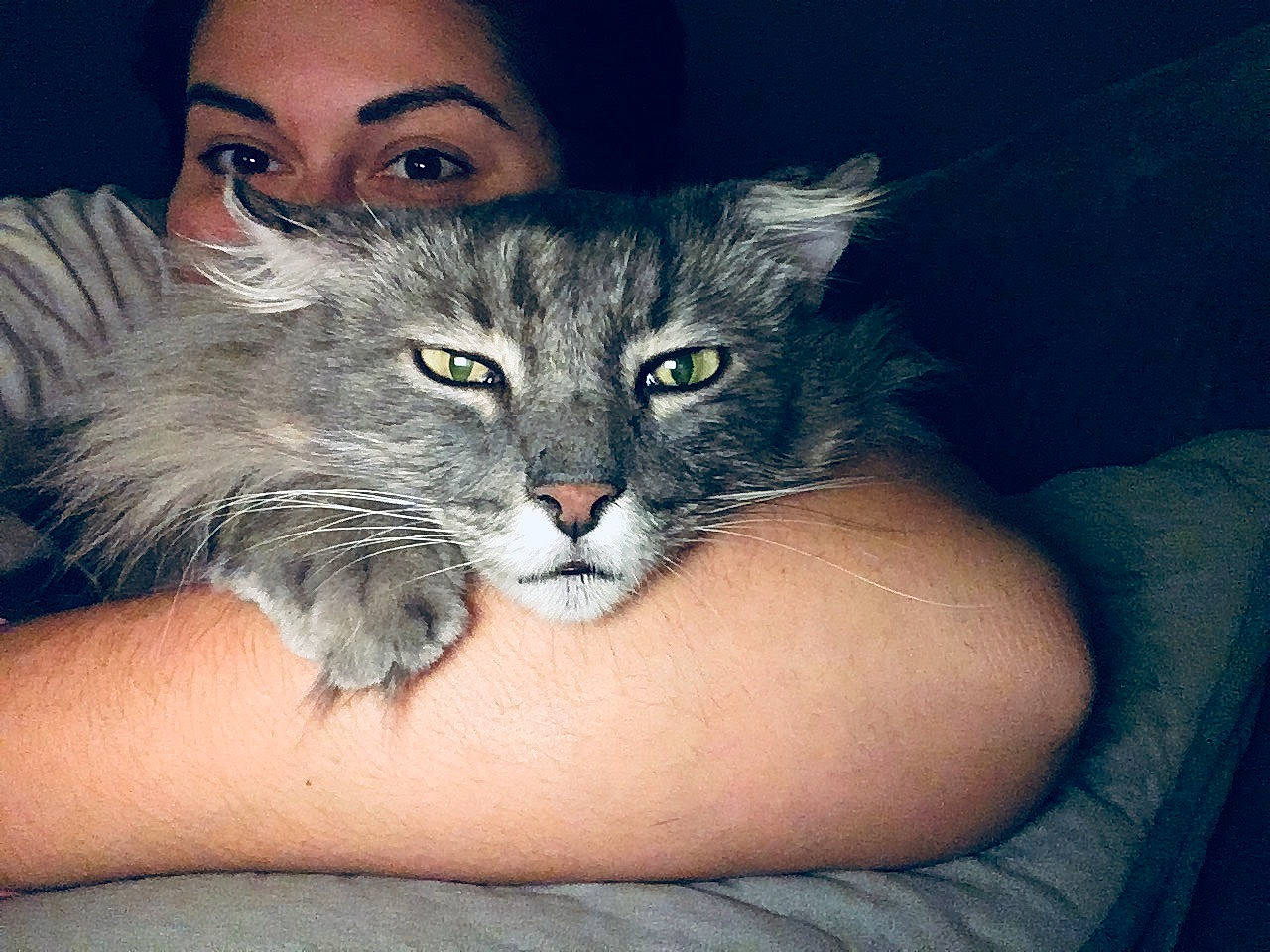 Gandalf is registered to the contest to win money with this photo: arm, carnivore, cat, domestic_long_haired_cat, domestic_short_haired_cat, european_shorthair, eye, felidae, kitten, leg, norwegian_forest_cat, siberian, skin, small_to_medium_sized_cats, tabby_cat, tattoo, whiskers