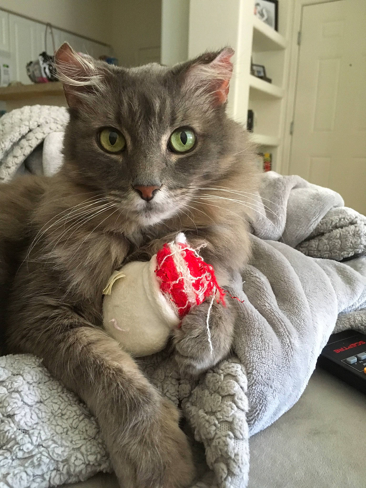 Gandalf is registered to the contest to win money with this photo: american_curl, asian, australian_mist, british_longhair, british_semi_longhair, carnivore, cat, chartreux, claw, domestic_short_haired_cat, european_shorthair, felidae, mammal, nebelung, norwegian_forest_cat, russian_blue, siberian, small_to_medium_sized_cats, vertebrate, whiskers