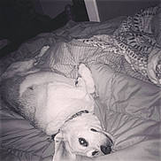 Scoobie is registered to the contest to win money with this photo: