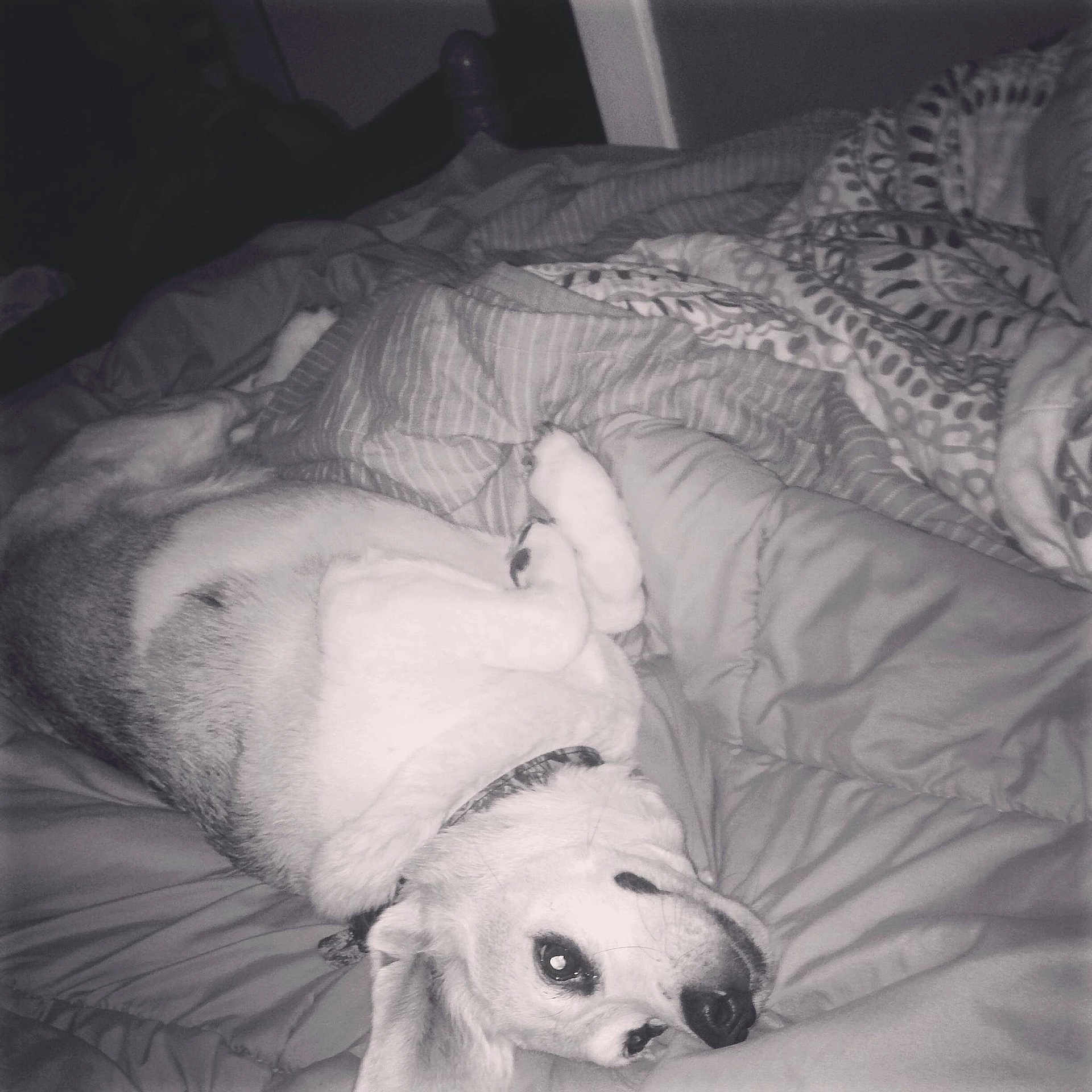 Scoobie is registered to the contest to win money with this photo: