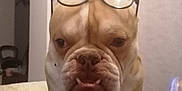 Jayko a rejoint le concours — aidez-le/la à gagner de superbes lots ! bulldog, dog, glasses, pet, indoor, quilt, furniture, face, animal, ears, snout, fur, expression, cute, standing, closeup, domestic, companion, home, portrait