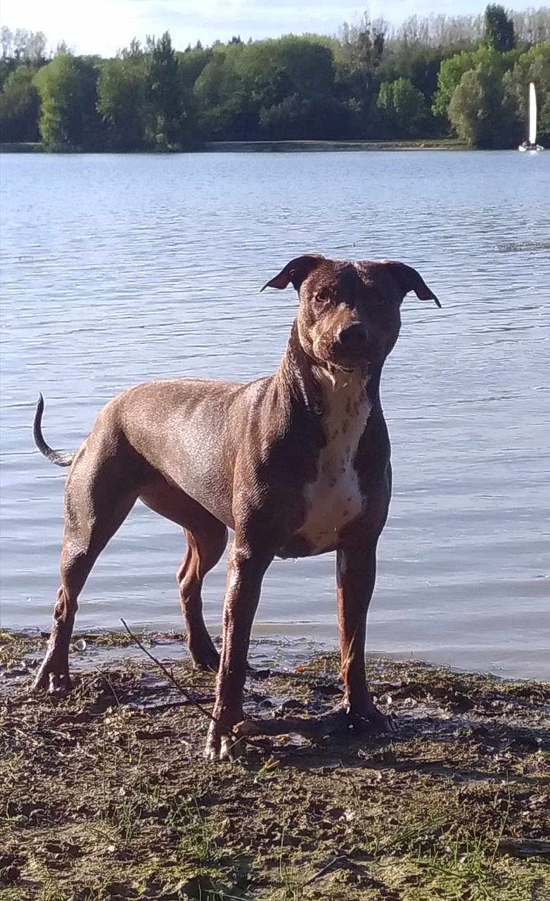 Tess