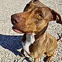 dog, brown_dog, pet, animal, canine, outdoor, sunlight, gravel, white_chest_patch, looking_up, close_up, portrait, sitting, shadow, daylight, fur, ears, snout, yellow_eyes, friendly