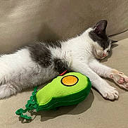 Bouboune participe au concours pour gagner de l'argent avec cette photo : animal, avocado, beige, cat, closeup, couch, cozy, cute, domestic_cat, fur, indoor, kitten, paw, pet, pink_paw_pads, relaxed, resting, sleeping, soft, toy