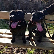 Biker a rejoint le concours — aidez-le/la à gagner de superbes lots ! american_pit_bull_terrier, bandog, cane_corso, canidae, carnivore, companion_dog, dog, dog_breed, dog_walking, fawn, guard_dog, labrador_retriever, non_sporting_group, sporting_group, staffordshire_bull_terrier