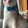 cat, orange_cat, white_cat, bow_tie, pet, indoor, window, curtains, blanket, soft_texture, feline, sitting, whiskers, ears, paws, tail, domestic_animal, cute, animal_portrait, natural_light