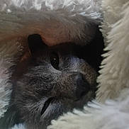 Malikite is registered to the contest to win money with this photo: cat, feline, blanket, cozy, fur, sleepy, indoor, closeup, soft, warm, resting, pet, animal, comfort, cute, face, whiskers, relaxed, snuggled, nap