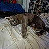 cat, gray_cat, bed, quilt, pillow, spider_man, indoor, pet, feline, relaxing, furniture, shelf, room, cozy, curious, animal, domestic_cat, resting, home, soft