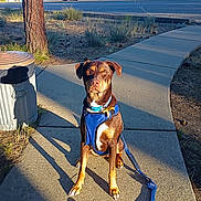 Rufus joined the competition — help win amazing prizes! dog, leash, harness, sidewalk, tree, shadow, road, car, lake, grass, outdoor, sunlight, nature, pet, animal, park, walking, brown_dog, blue_harness, obedient