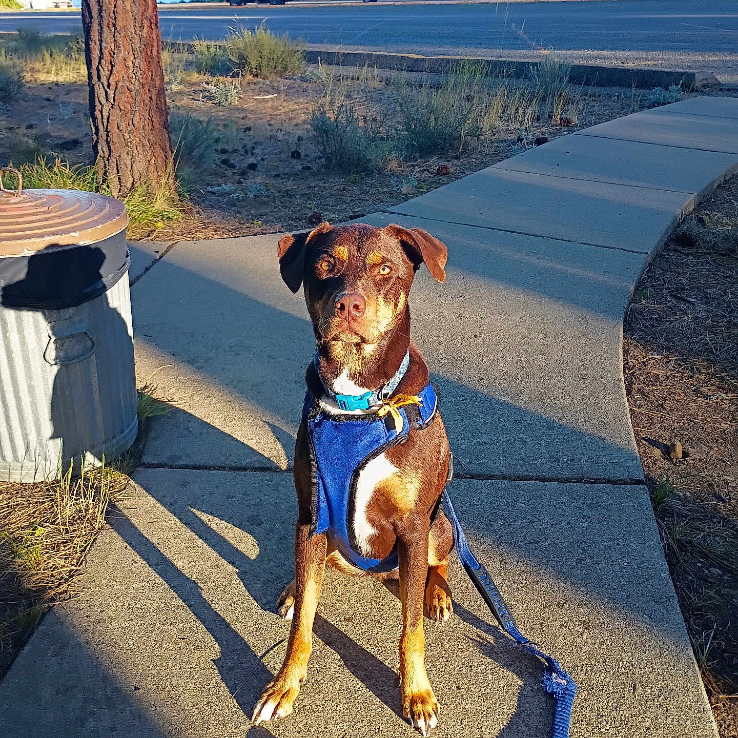 Rufus joined the competition — help win amazing prizes! dog, leash, harness, sidewalk, tree, shadow, road, car, lake, grass, outdoor, sunlight, nature, pet, animal, park, walking, brown_dog, blue_harness, obedient