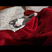 Athena is registered to the contest to win money with this photo: cat, sleeping, blanket, red_blanket, gray_cat, white_cat, cozy, resting, indoor, fur, nap, soft_texture, comfort, relaxation, pet, animal, cute, domestic_cat, feline, snuggled