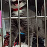 Athena joined the competition — help win amazing prizes! kitten, cat, cage, metal_bars, collar, gray_cat, white_cat, pet, animal, meowing, whiskers, blanket, shelter, indoor, cute, young_cat, fur, standing, playful, domestic_cat