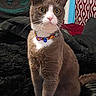 Athena is registered to the contest to win money with this photo: cat, feline, pet, collar, indoor, curious, sitting, wide_eyes, furry, animal, domestic, portrait, tapestry, curtains, black_surface, decor, whiskers, alert, cute, fur