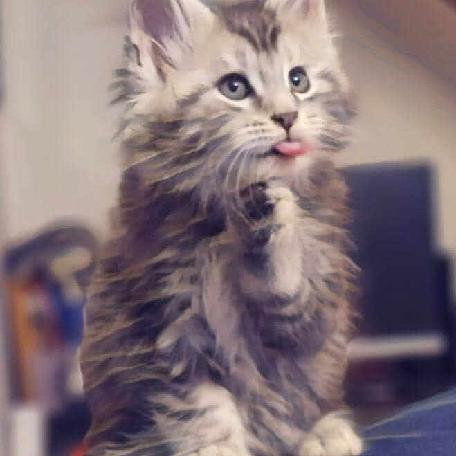 Aslan participe au concours pour gagner de l'argent avec cette photo : abyssinian, adult, angora, animal, baggage, blanket, brasssection, cat, female, horn, indoors, kitten, manx, musicalinstrument, person, pet, snout, woman