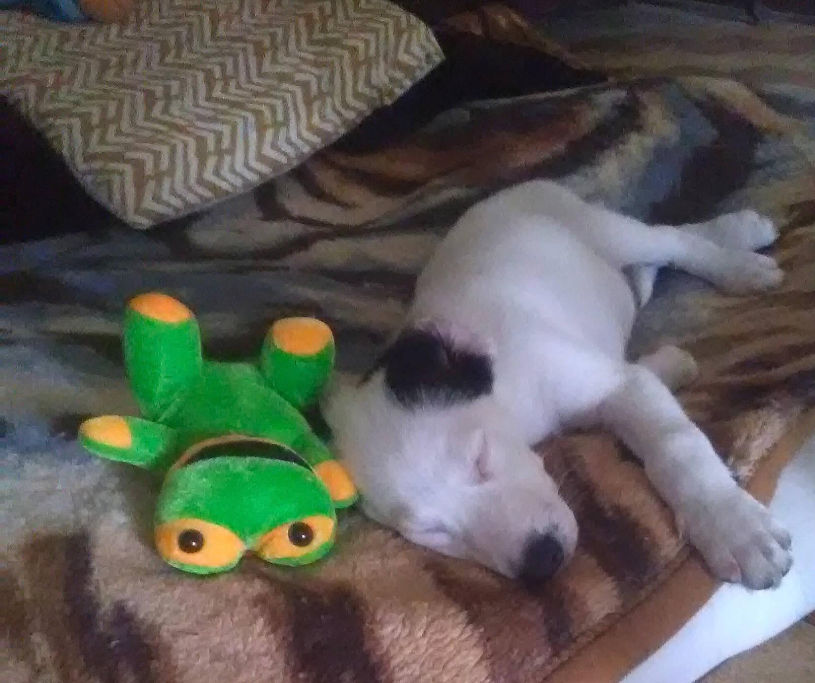 Nougat participe au concours pour gagner de l'argent avec cette photo : baby_toys, carnivore, comfort, companion_dog, couch, dog_breed, dog_toy, fawn, felidae, fur, linens, paw, pet_supply, plush, small_to_medium_sized_cats, snout, stuffed_toy, tail, toy, whiskers