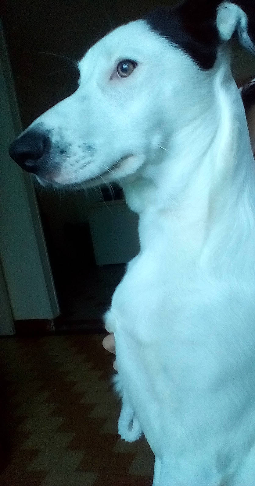 Nougat participe au concours pour gagner de l'argent avec cette photo : ancient_dog_breeds, canidae, carnivore, companion_dog, dog, dog_breed, flooring, fur, jaw, non_sporting_group, snout, sporting_group, whiskers, white, working_animal, working_dog