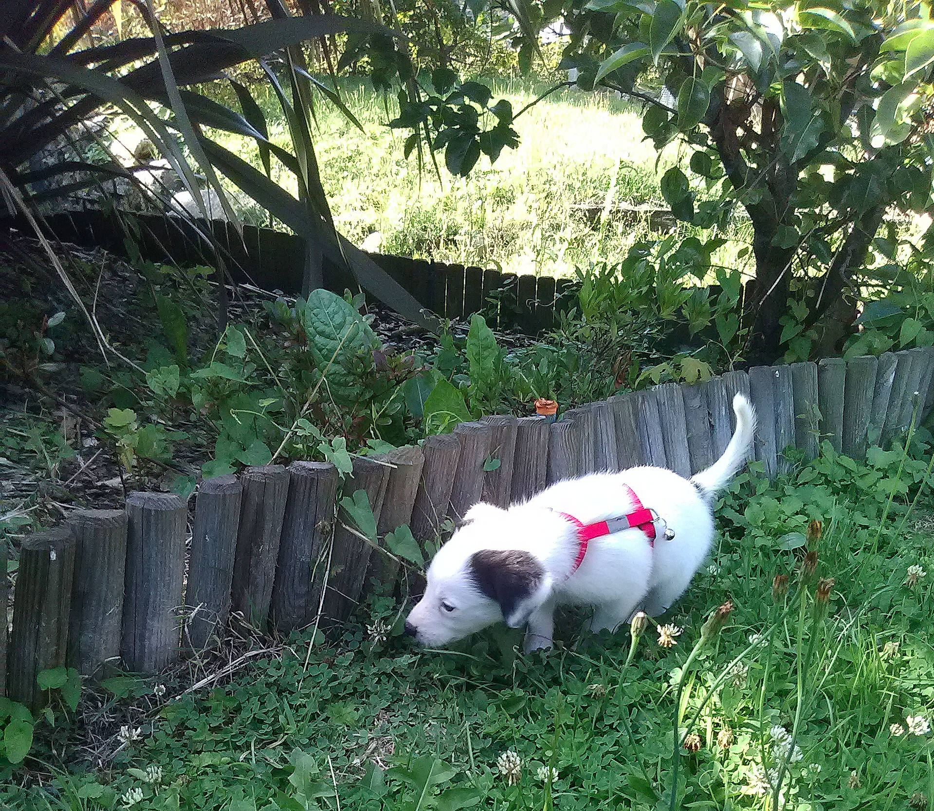 Nougat participe au concours pour gagner de l'argent avec cette photo : canidae, carnivore, collar, companion_dog, dog, dog_breed, garden, grass, non_sporting_group, pasture, pet_supply, plant, shrub, snout, sporting_group, tail, tree, working_animal, yard