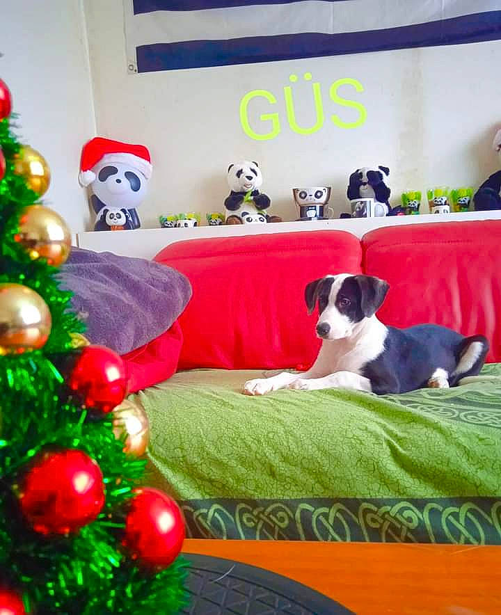 Güs participe au concours pour gagner de l'argent avec cette photo : carnivore, christmas_decoration, christmas_ornament, christmas_tree, comfort, companion_dog, couch, decoration, dog, dog_breed, dog_supply, event, green, holiday, holiday_ornament, interior_design, linens, ornament, room, toy
