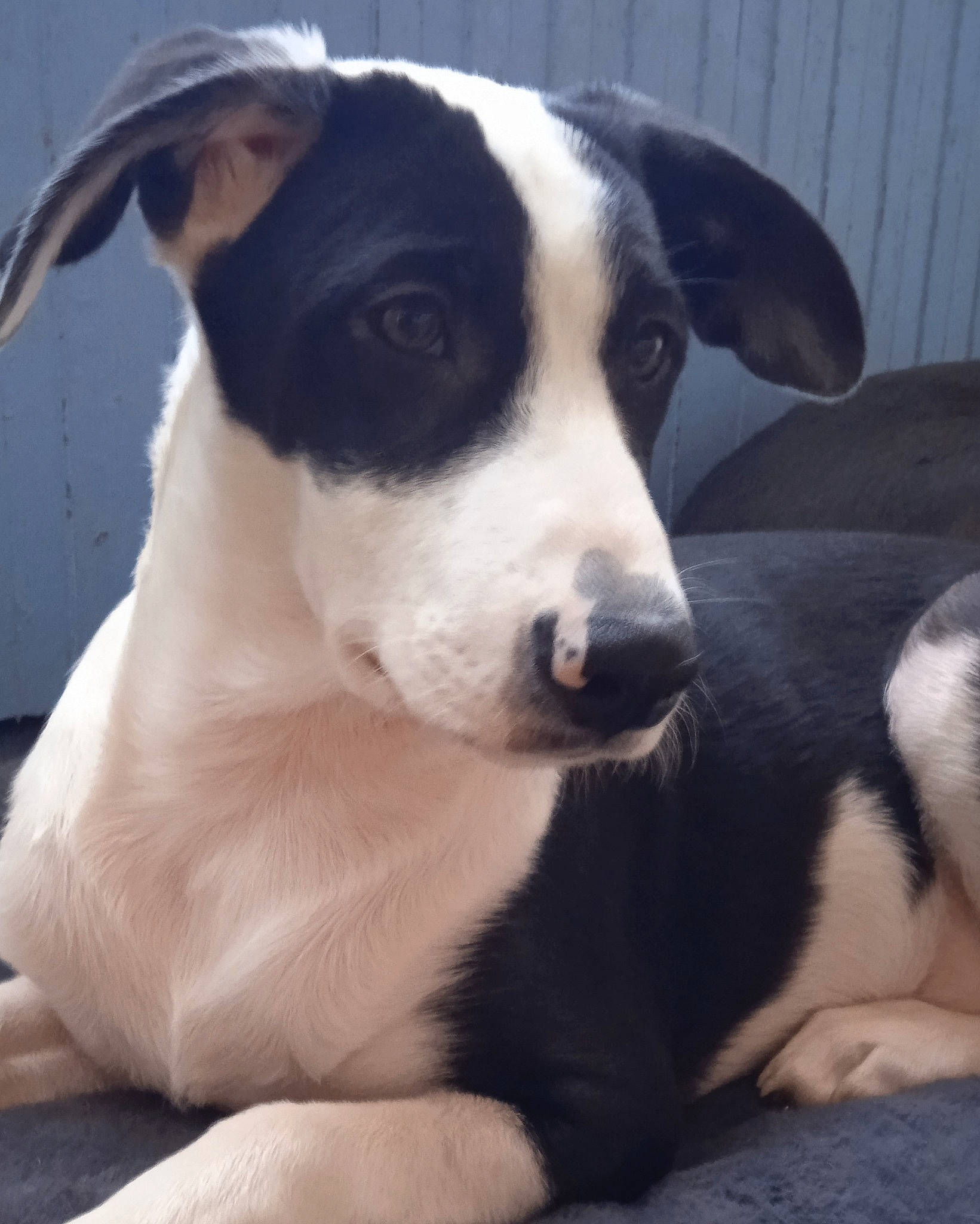 Güs a rejoint le concours — aidez-le/la à gagner de superbes lots ! canidae, carnivore, collar, companion_dog, dog, dog_breed, non_sporting_group, snout, sporting_group, terrestrial_animal, whiskers, working_animal