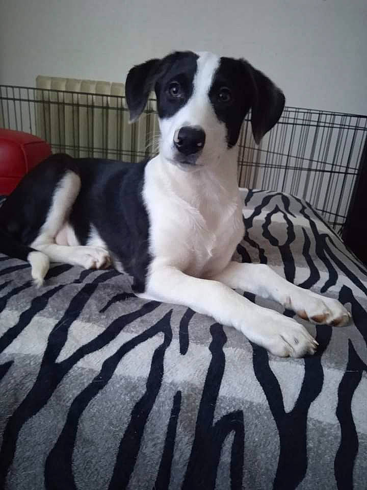 Güs a rejoint le concours — aidez-le/la à gagner de superbes lots ! canidae, carnivore, comfort, companion_dog, dog, dog_breed, dog_supply, fur, great_dane, gun_dog, linens, non_sporting_group, pet_supply, sitting, snout, sporting_group, terrestrial_animal, working_animal, working_dog