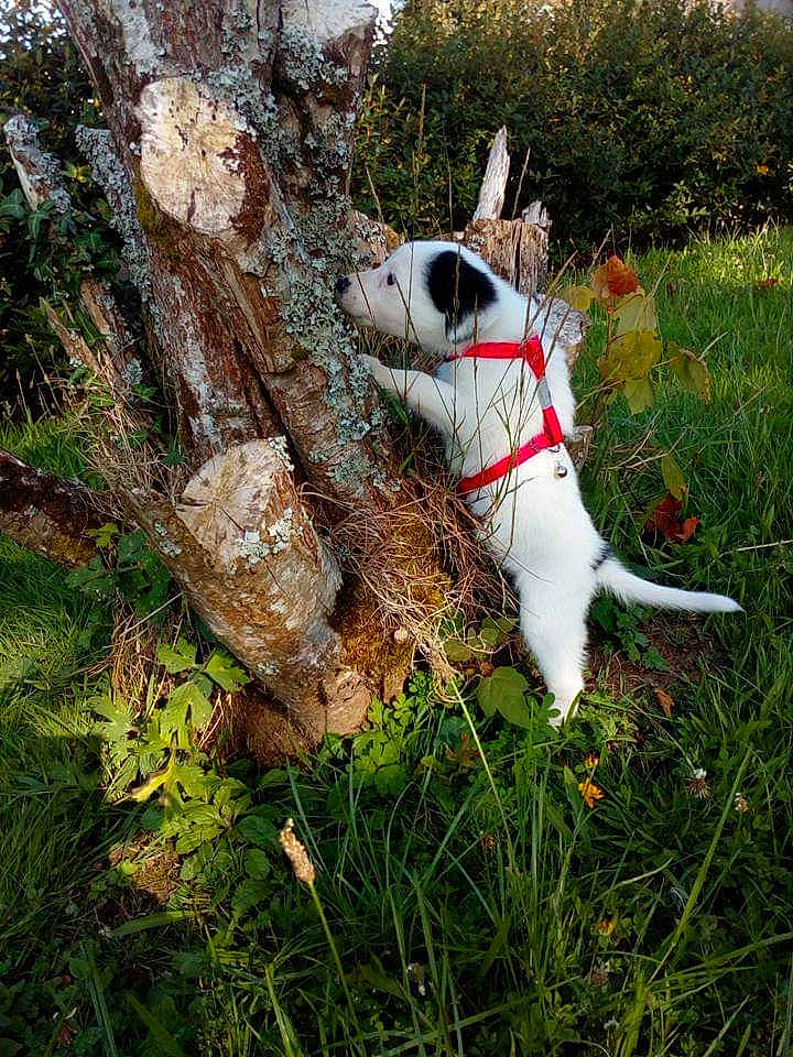 Nougat participe au concours pour gagner de l'argent avec cette photo : canidae, carmine, carnivore, collar, companion_dog, dog, dog_breed, fawn, felidae, grass, pasture, plant, snout, soil, sporting_group, tail, terrestrial_animal, trunk, wildlife, working_animal