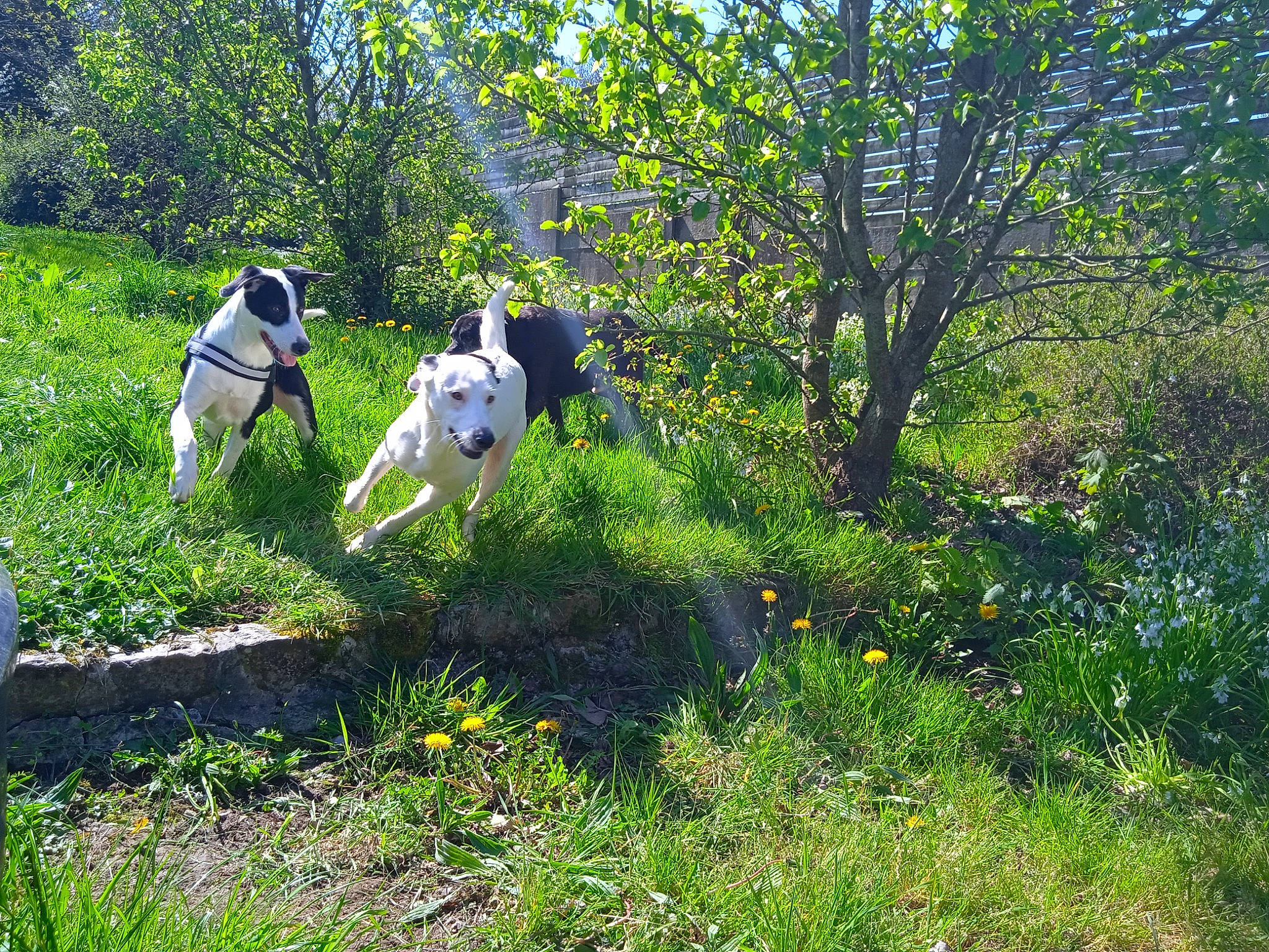 Nougat a rejoint le concours — aidez-le/la à gagner de superbes lots ! art, carnivore, companion_dog, dalmatian, dog, dog_breed, flower, grass, grassland, groundcover, meadow, natural_landscape, pasture, people_in_nature, plant, shrub, sporting_group, tail, tree, working_animal