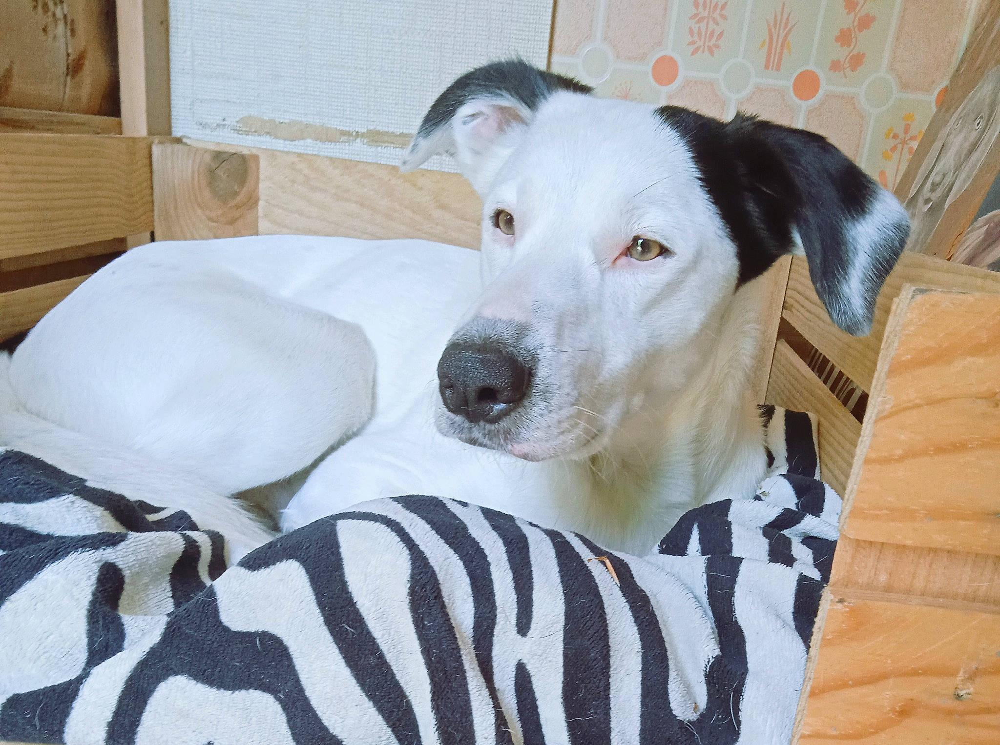 Nougat participe au concours pour gagner de l'argent avec cette photo : canidae, carnivore, collar, comfort, companion_dog, dalmatian, dog, dog_breed, dog_collar, dog_supply, fawn, fur, guard_dog, linens, non_sporting_group, pet_supply, sporting_group, whiskers, wood, working_animal