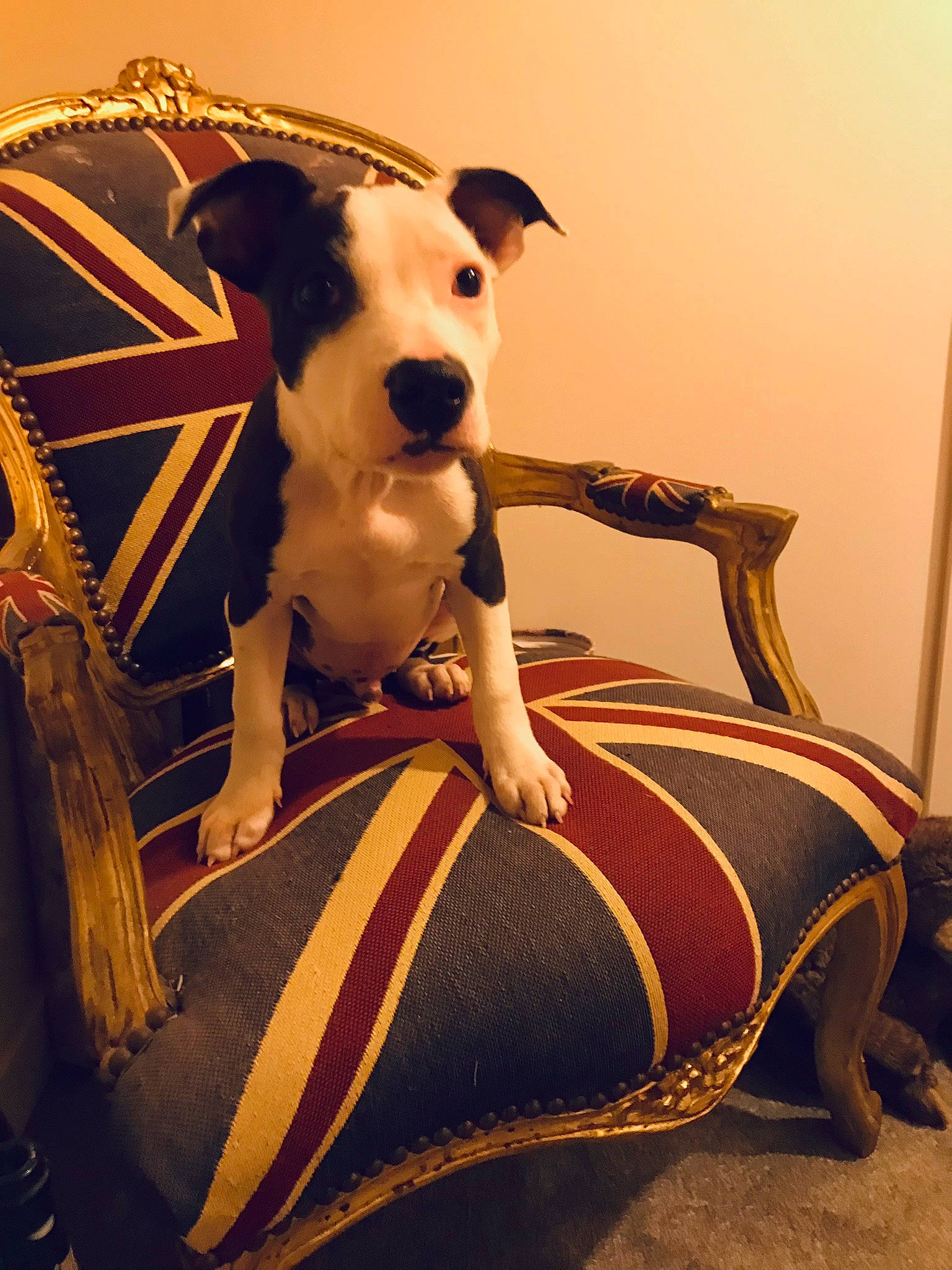 Buddy is registered to the contest to win money with this photo: canidae, carnivore, collar, comfort, companion_dog, dog, dog_breed, dog_collar, dog_supply, fawn, human_leg, paw, pet_supply, sitting, snout, sporting_group, tail, thigh, wood, working_animal