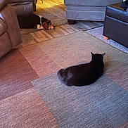 Sharlotte joined the competition — help win amazing prizes! beagle_dog, black_cat, carpet, cat, chair, cozy, decor, dog, flooring, furniture, home, indoor, leather_chair, living_room, pet, red_bow, relaxing, resting, sofa, wood_floor