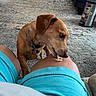 blue_shorts, brown_dog, carpet, casual, collar, curious, dog, domestic, floor, furniture, home, indoor, knee, leg, person, pet, relaxed, shorts, sniffing, trash_can