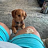 animal, brown_dog, carpet, casual, collar, curious, dog, floor, food, footwear, furniture, home, indoor, knee, living_room, person, pet, shorts, trash_can, waiting