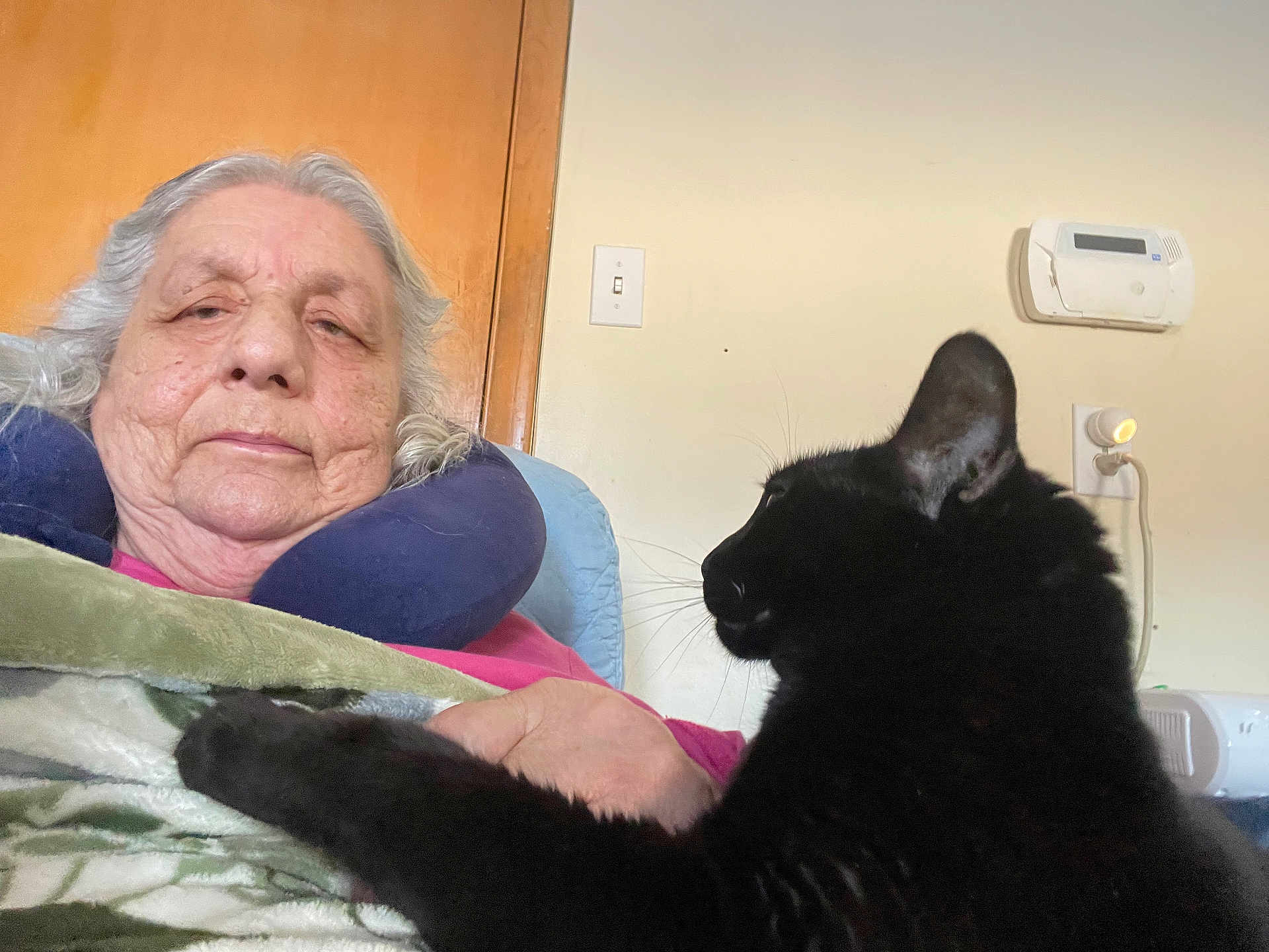 Millie joined the competition — help win amazing prizes! animal, black_cat, blanket, cat, comfort, companion, cozy, door, elderly_person, fur, hand, human, indoor, light_switch, neck_pillow, pet, relaxed, resting, thermostat, wall