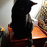 Millie joined the competition — help win amazing prizes! black_cat, cat, pet, animal, indoor, wooden_table, shadow, whiskers, eyes, furniture, calendar, tissue_box, household_items, cozy, domestic, quiet, still_life, mystery, dark, cute