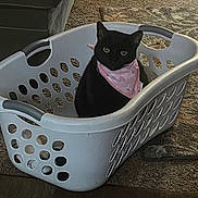 Millie joined the competition — help win amazing prizes! black_cat, cat, laundry_basket, pink_bandana, pet, indoor, carpet, animal, domestic_cat, feline, curious, sitting, household, pet_accessory, cute, looking, container, floor, cozy, calm