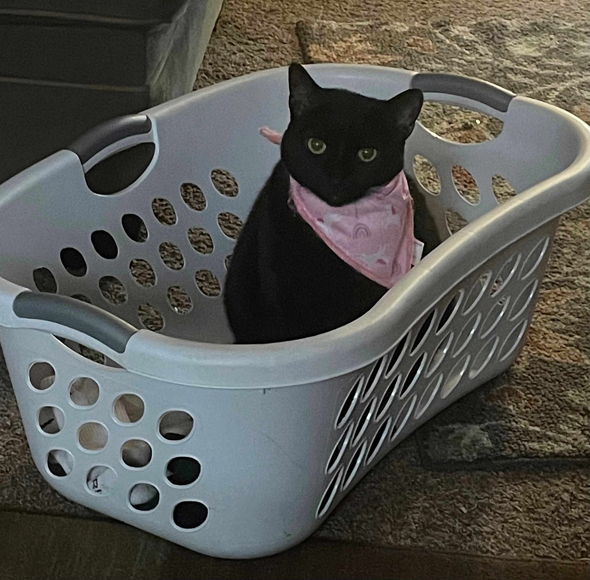 Millie joined the competition — help win amazing prizes! black_cat, cat, laundry_basket, pink_bandana, pet, indoor, carpet, animal, domestic_cat, feline, curious, sitting, household, pet_accessory, cute, looking, container, floor, cozy, calm