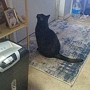Millie joined the competition — help win amazing prizes! black_cat, cat, indoor, rug, door, paper_shredder, water_bottle, shelf, framed_photo, floor, carpet, corner, household_items, pet, animal, furniture, quiet, calm, natural_light, home